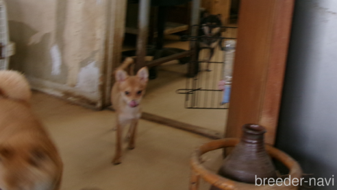 成約済の佐賀県のミックス犬-312576の3枚目