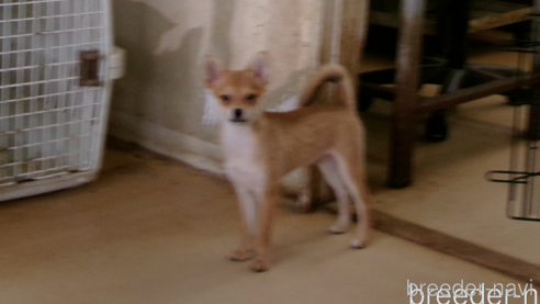 成約済の佐賀県のミックス犬-312576の2枚目