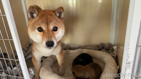 あんこちゃん1枚目