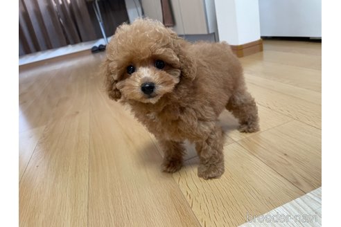 成約済の広島県のトイプードル-326169の6枚目