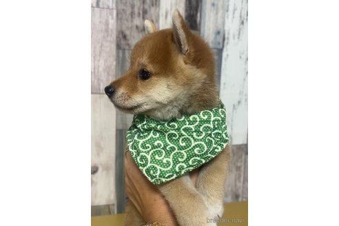 成約済の茨城県の豆柴-326172の2枚目