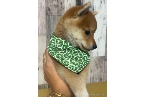 成約済の茨城県の豆柴-326172の3枚目