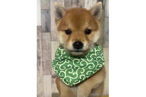 成約済の茨城県の豆柴-326172の4枚目