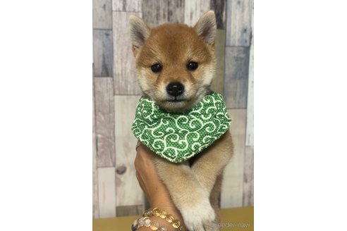 成約済の茨城県の豆柴-326172の1枚目