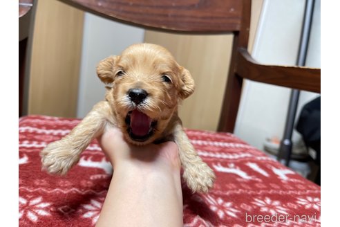 成約済の愛知県のペキニーズ-326187の5枚目