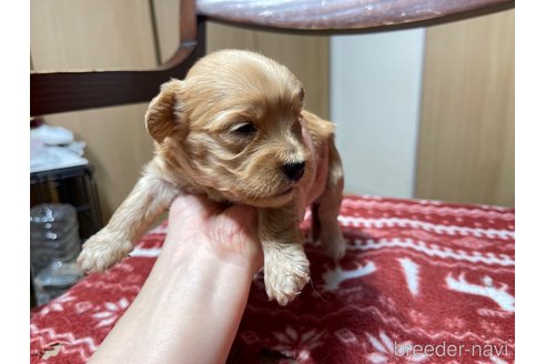 成約済の愛知県のペキニーズ-326187の6枚目
