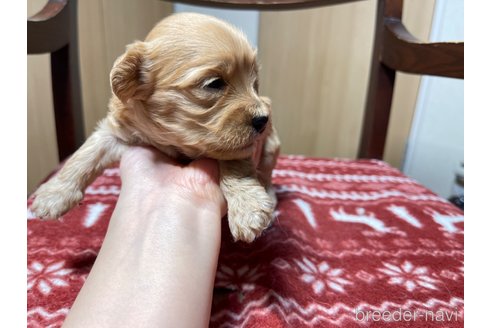 成約済の愛知県のペキニーズ-326187の7枚目