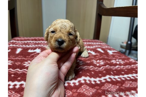 成約済の愛知県のペキニーズ-326188の6枚目