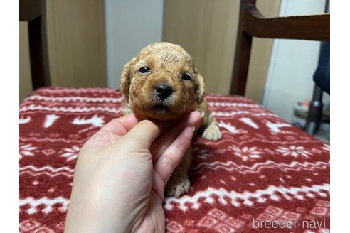 成約済の愛知県のペキニーズ-326188の7枚目