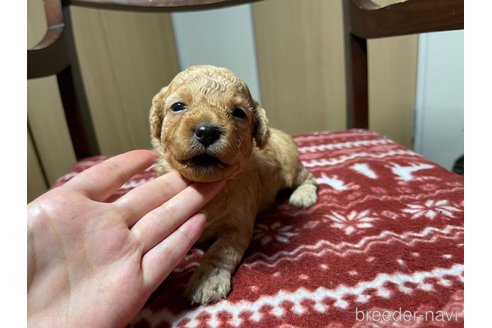成約済の愛知県のペキニーズ-326188の2枚目
