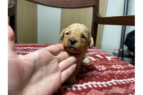 成約済の愛知県のペキニーズ-326188の4枚目