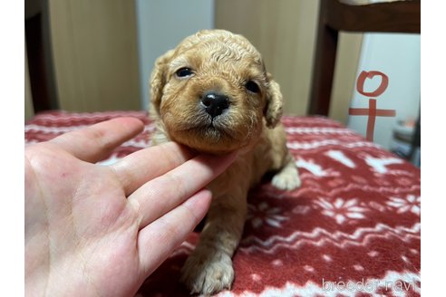 成約済の愛知県のペキニーズ-326188の5枚目