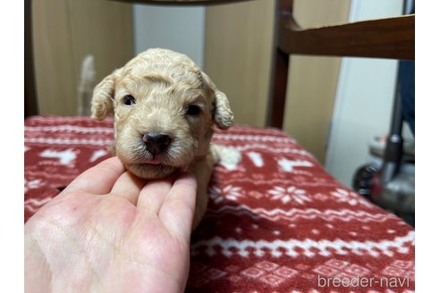 成約済の愛知県のミックス犬-326189の6枚目