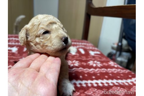 成約済の愛知県のミックス犬-326189の7枚目