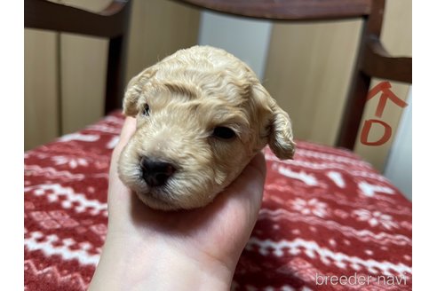 成約済の愛知県のミックス犬-326189の8枚目