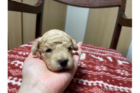 成約済の愛知県のミックス犬-326189の3枚目