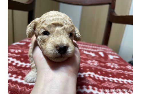 成約済の愛知県のミックス犬-326189の4枚目