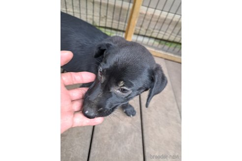 成約済の千葉県のミックス犬-326201の12枚目