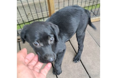 成約済の千葉県のミックス犬-326201の11枚目