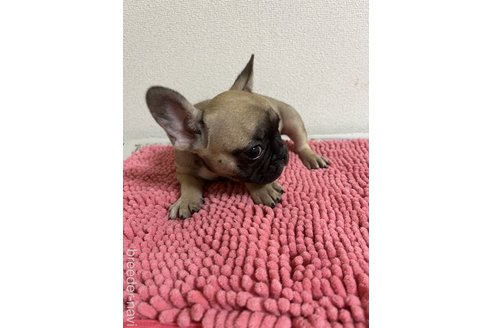 成約済の熊本県のフレンチブルドッグ-324161の2枚目