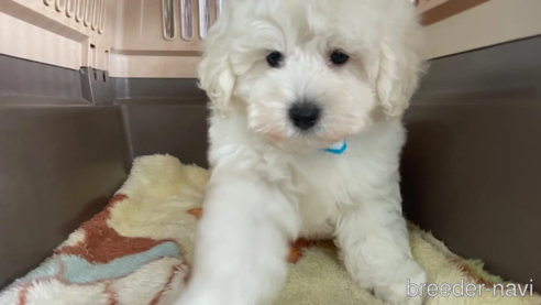 成約済の愛媛県のマルプー:マルチーズ×トイプードル-316121の2枚目