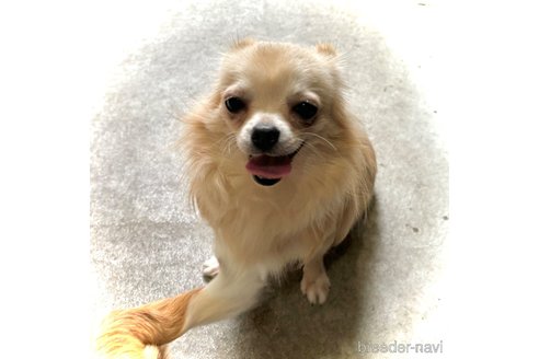 ハナちゃん1枚目