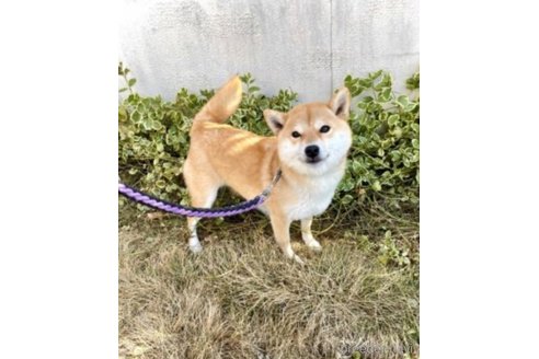 ちこちゃん1枚目