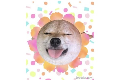 ちこちゃん1枚目