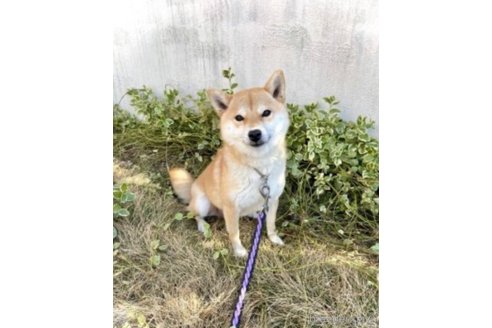 ちこちゃん1枚目