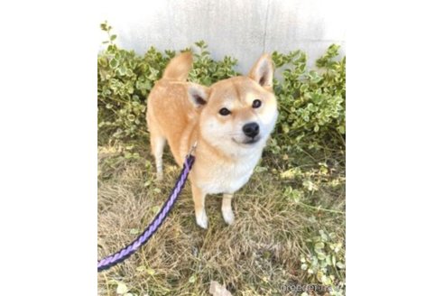 ちこちゃん1枚目