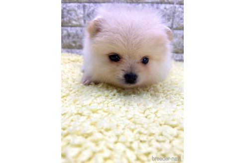 子犬