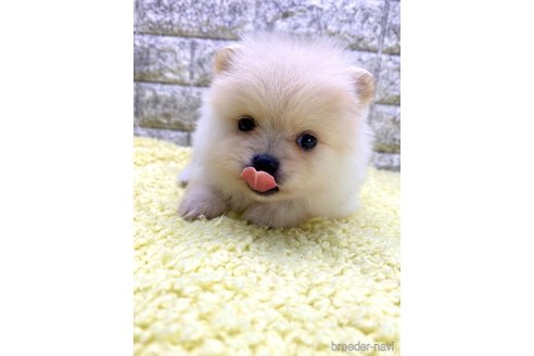 成約済の茨城県のポメラニアン-326235の4枚目