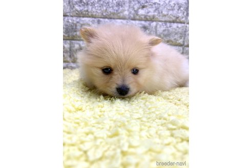 成約済の茨城県のポメラニアン-326237の6枚目