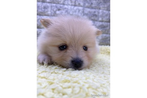 成約済の茨城県のポメラニアン-326237の8枚目
