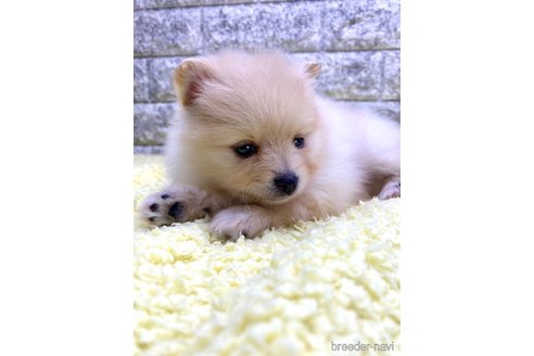 成約済の茨城県のポメラニアン-326237の9枚目