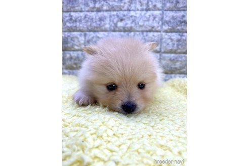 成約済の茨城県のポメラニアン-326237の10枚目