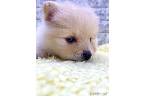 成約済の茨城県のポメラニアン-326237の11枚目