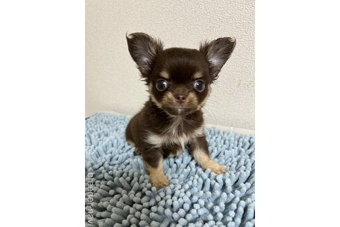 成約済の熊本県のチワワ(ロングコート)-319546の1枚目