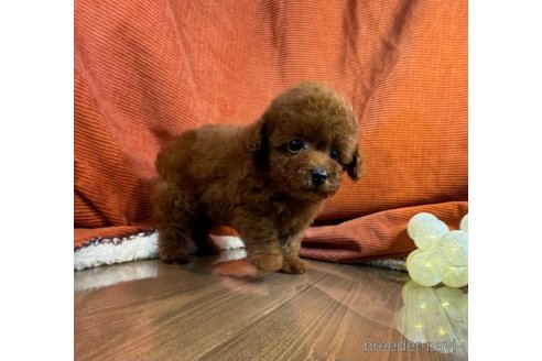 成約済の茨城県のトイプードル-326254の4枚目