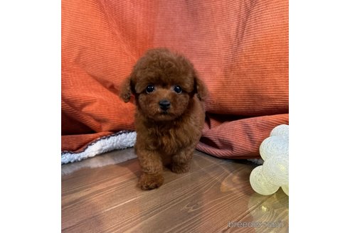 成約済の茨城県のトイプードル-326254の2枚目