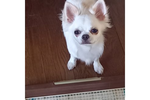 桃ちゃんちゃん1枚目