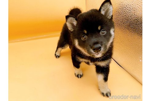 成約済の東京都の豆柴-326291の3枚目