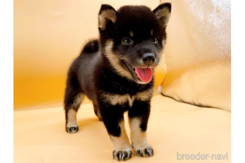 成約済の東京都の豆柴-326291の4枚目