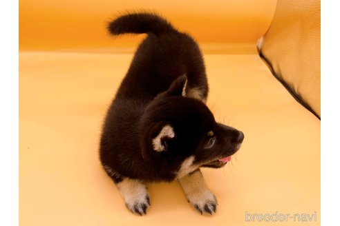 成約済の東京都の豆柴-326291の5枚目