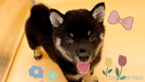 成約済の東京都の豆柴-326291の1枚目