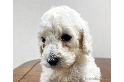 成約済の群馬県のスタンダードプードル-321832の4枚目