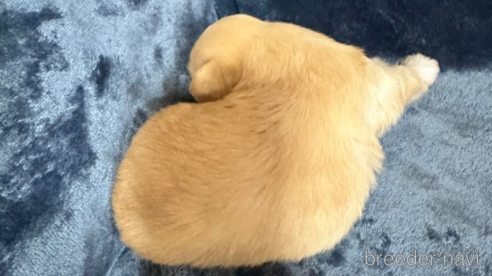 成約済の福島県のハバニーズ-326330の2枚目
