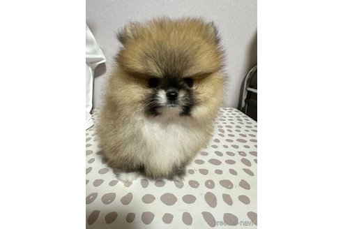 成約済の福島県のポメラニアン-322984の1枚目