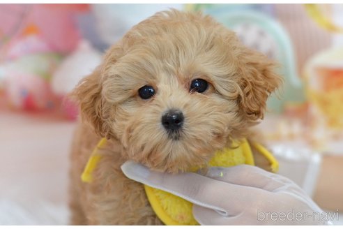 成約済の埼玉県のミックス犬-320206の33枚目