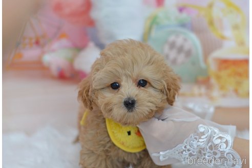 成約済の埼玉県のミックス犬-320206の31枚目